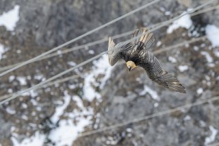 K4_Hansruedi_Weyrich_Bartgeier_Schweiz